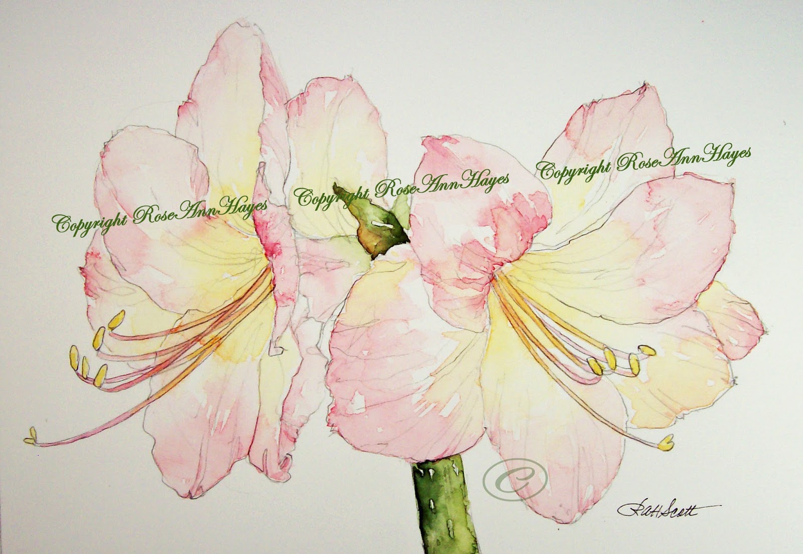 1600x1105 Watercolor Paintings By Roseann Hayes Pink Amaryllis Lily