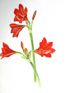 236x316 White Amaryllis Gumpaste Flowers