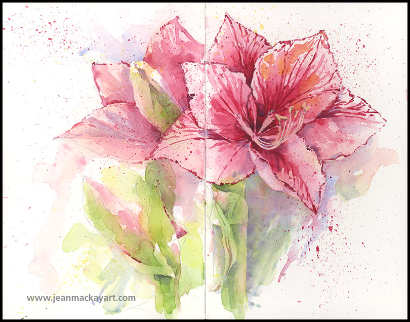 810x636 Amaryllis Drawn