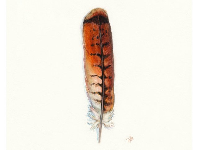 642x482 Red Tail Hawk Feather Native American Indian Watercolor Etsy