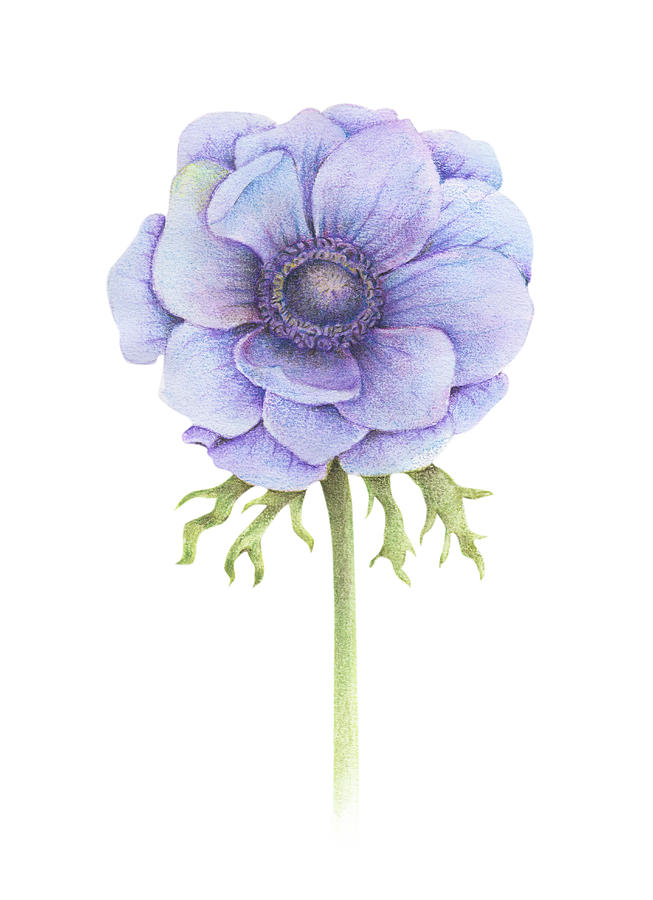 653x900 Handpainted Watercolor Anemone Flower Drawing By Acharaporn