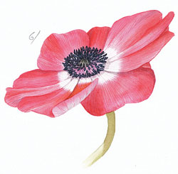 250x245 Learn To Paint Anemones In Watercolour