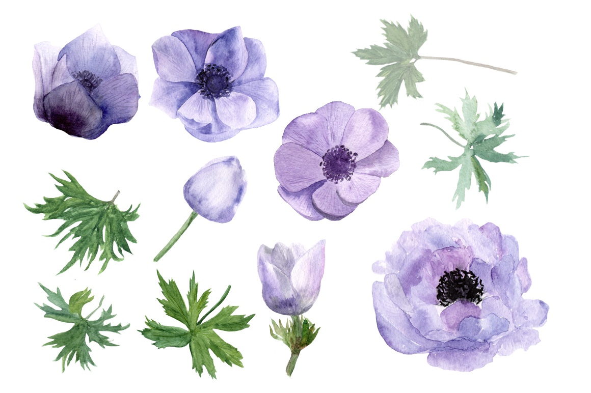 1160x772 Purple Anemone Watercolor Clip Art Set + Wreath