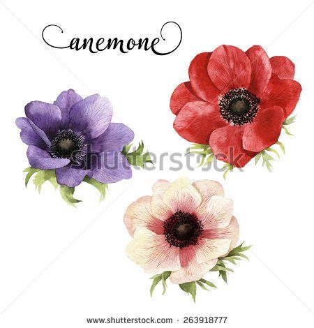 450x470 Anemone, Watercolor, Can Be Used As Greeting Card, Invitation Card