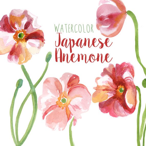 570x570 Watercolor Japanese Anemone Watercolor Flowers Digital Etsy