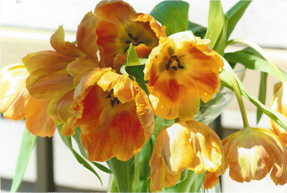 1194x804 Arts And Cultural Alliance Of Sarasota County Daring Color