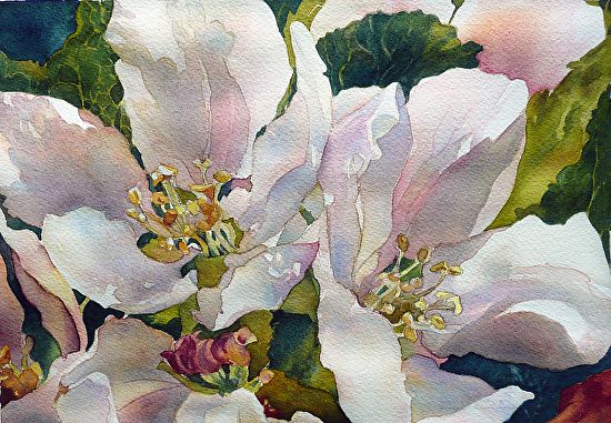 550x381 Apple Blossoms By Yvonne Hemingway Watercolor ~ 11 X 14