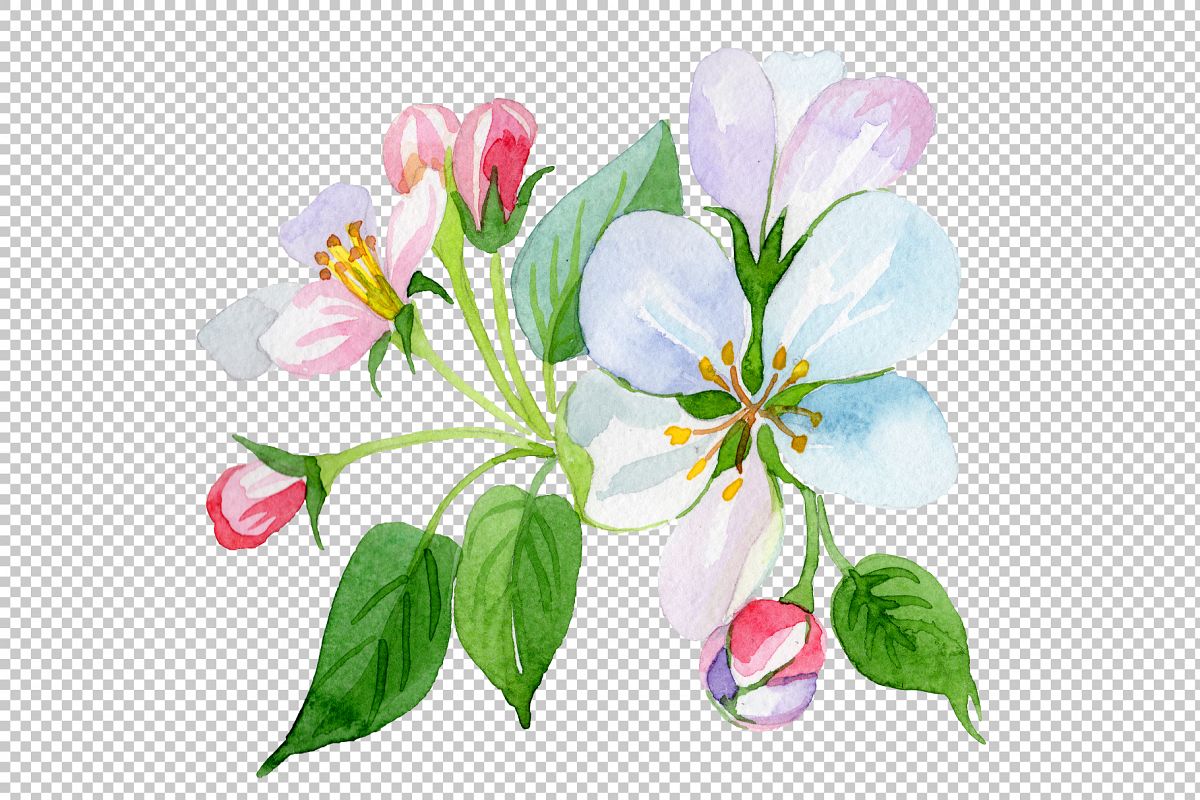 1200x800 Apple Blossom Png Watercolor Set