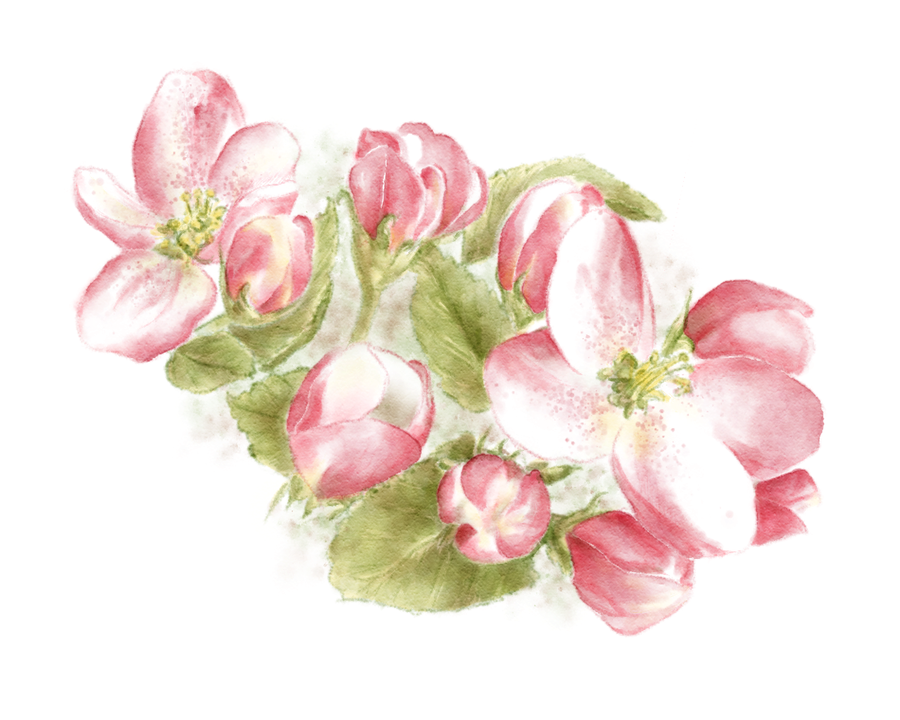 900x720 Apple Blossom By Dwsel