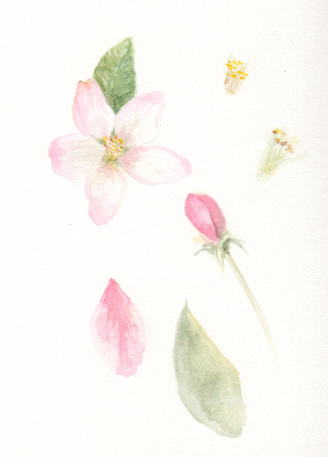 460x640 Apple Blossoms Jizo Garden