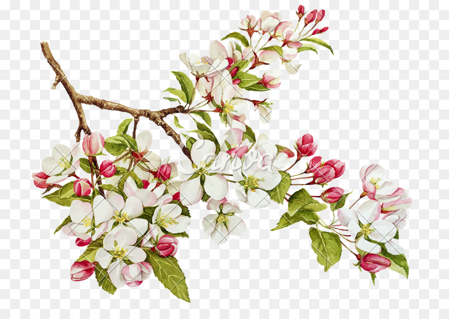 900x640 Apples Blossom Watercolor Painting Tree