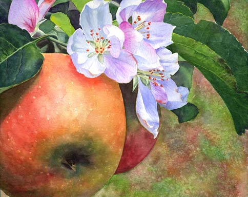 484x384 Apples And Blossoms Watercolor Anointed Heart