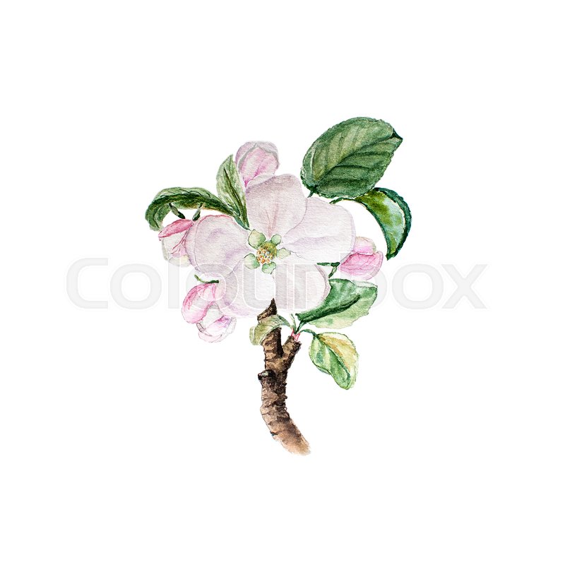 800x800 Botanical Watercolor Illustration Sketch Of Apple Blossom On White