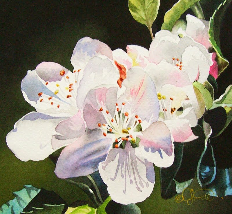 800x736 Contemporary Realism Apple Blossoms Amp Tomatoes Watercolors