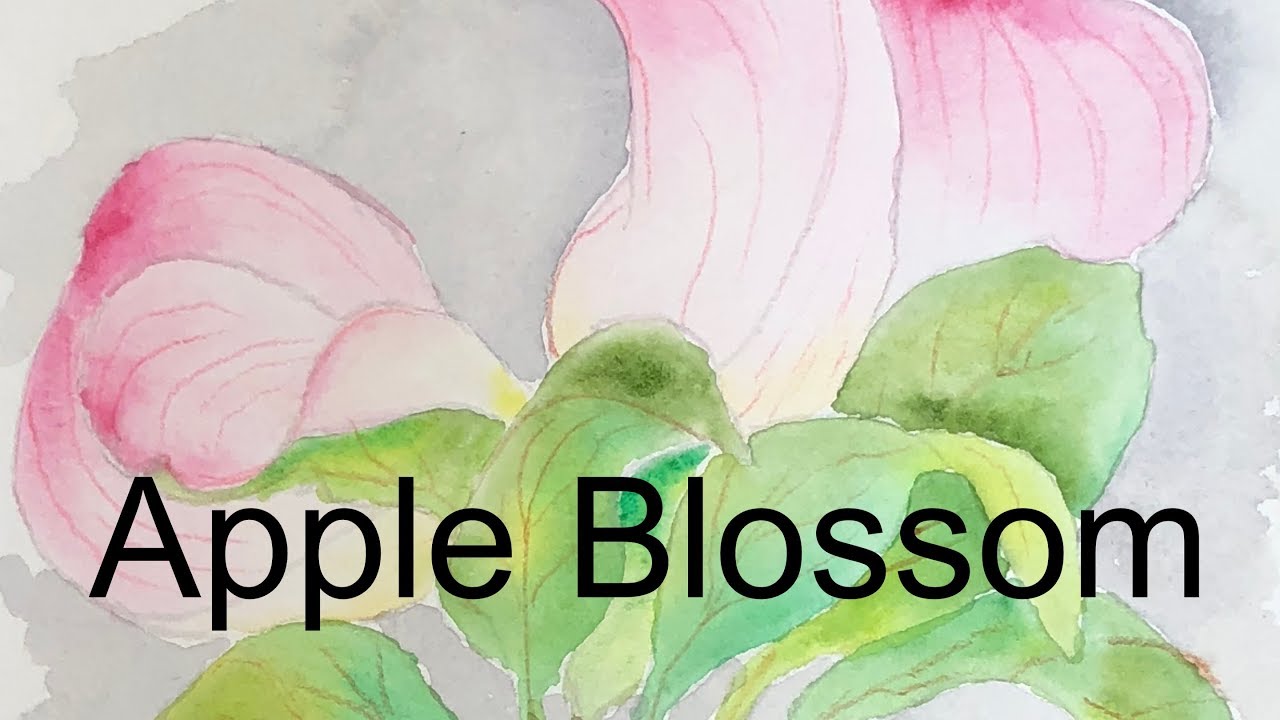 1280x720 How To Paint An Apple Blossom In Watercolor Tutorial How To Plant