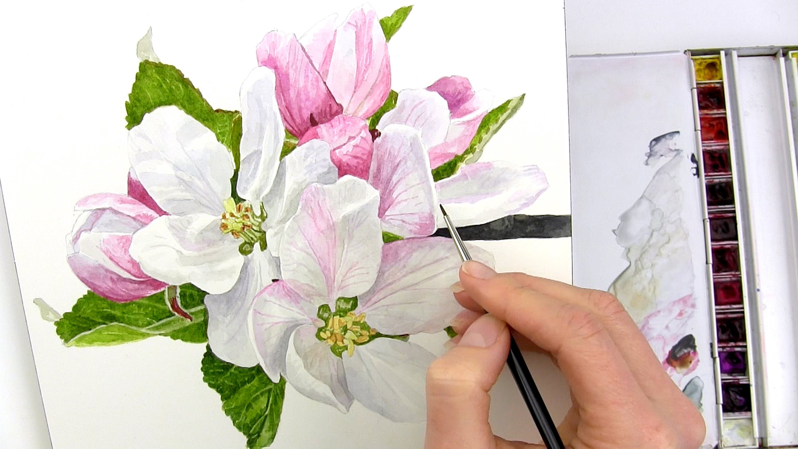 2560x1440 How To Paint Realistic Apple Blossom In Watercolour With Anna