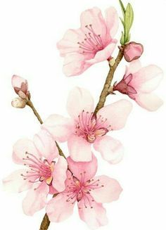236x327 Image Result For Drawing Apple Blossom Body Art In 2018