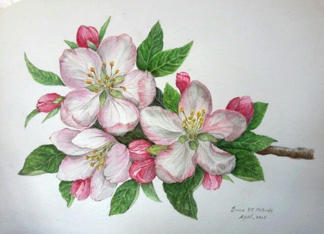 636x460 Image Result For Pink Apple Blossom Watercolor Watercolors
