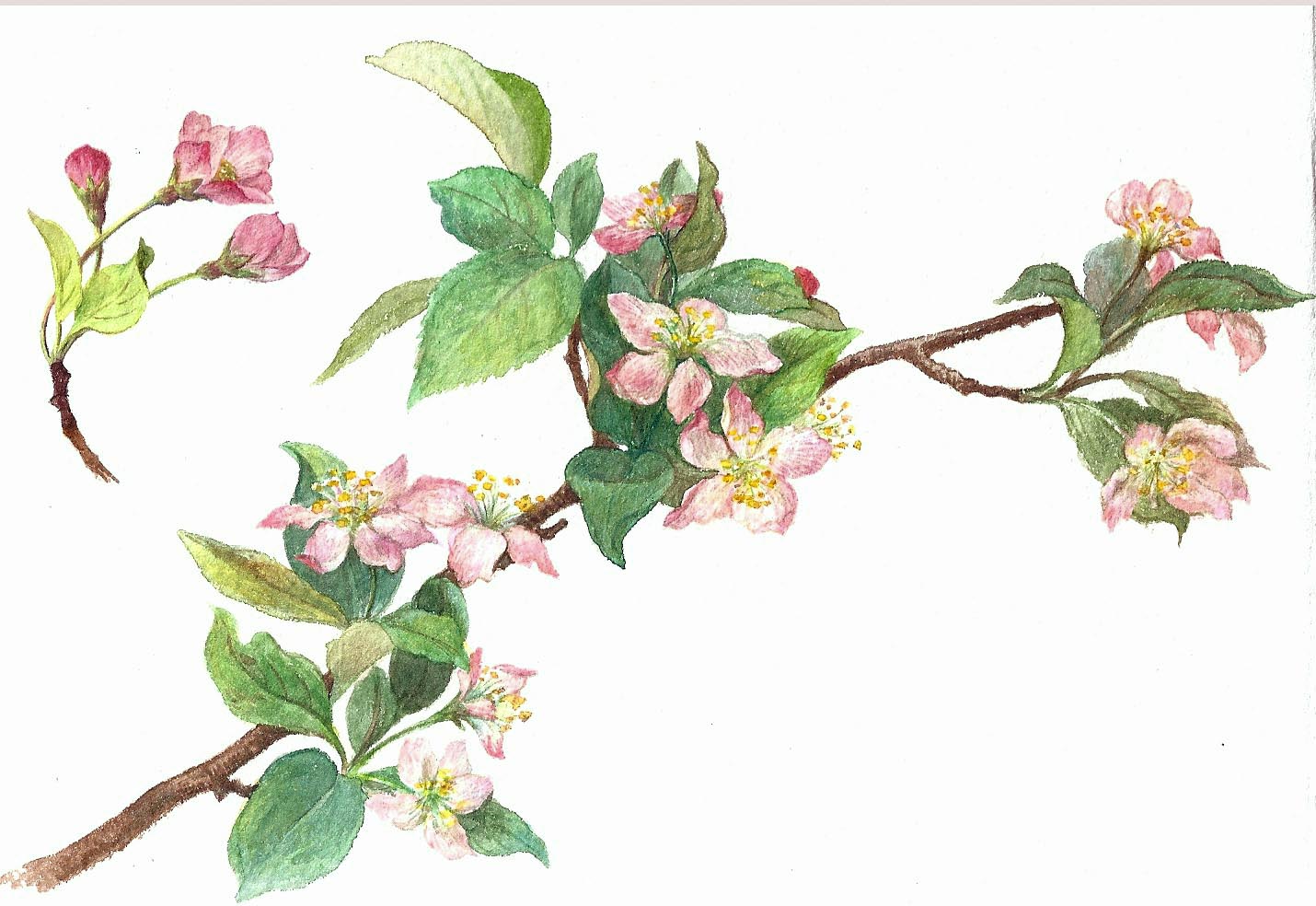 1430x984 Asketchaday Connecticutramblings Apple Blossom