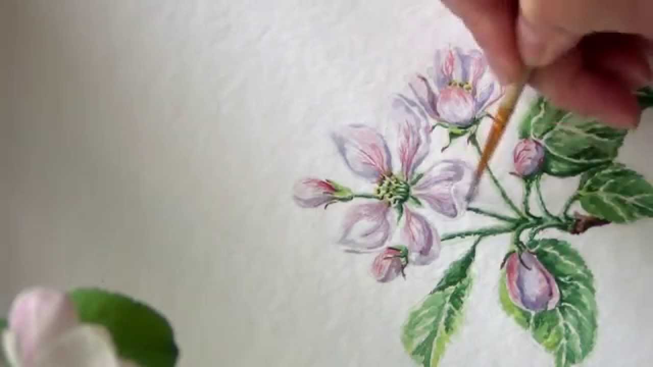 1280x720 How To Paint Realistic Apple Blossom.botanical Painting