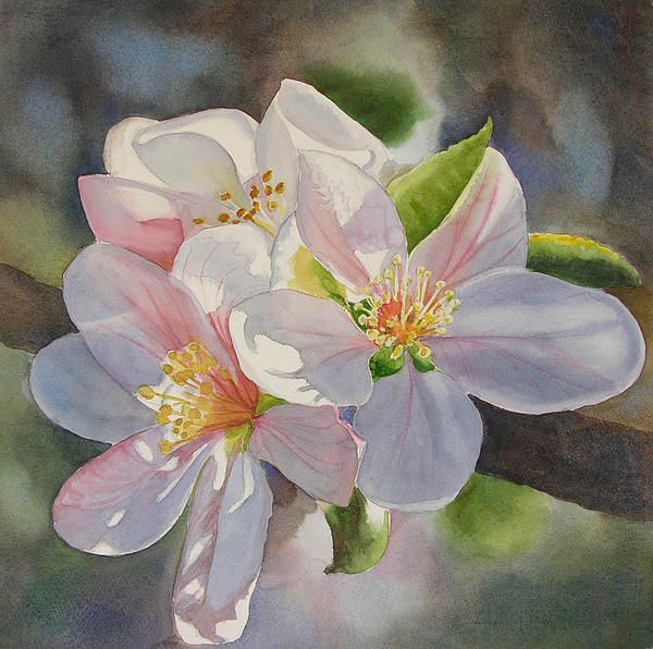 600x596 Apple Blossom In Sunlight By Sharon Freeman Art