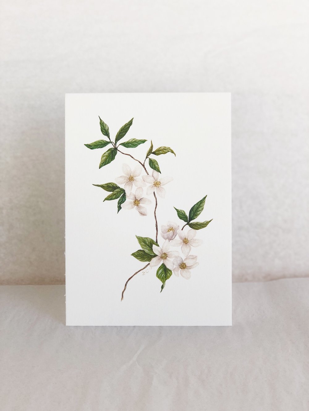 1000x1333 Apple Blossom In Watercolor Esther Clark Illustration Amp Calligraphy