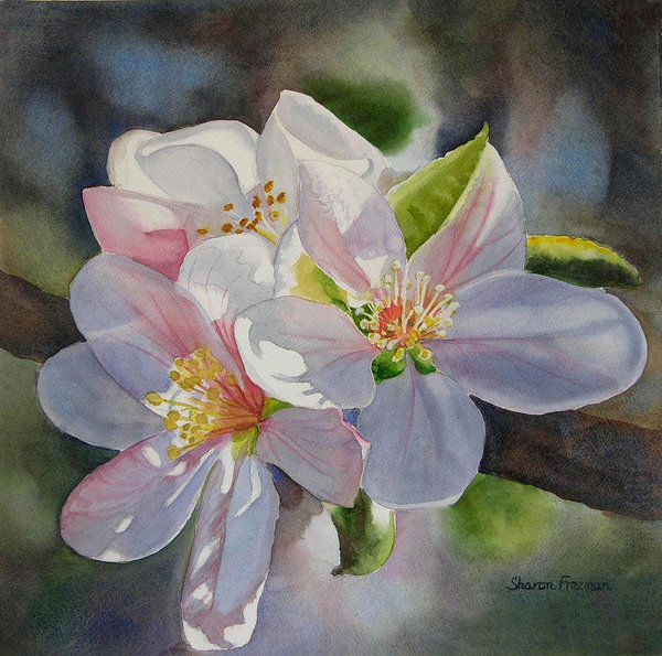 600x595 Apple Blossoms In Sunlight Art Print By Sharon Freeman