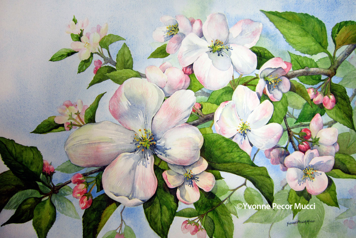 1440x963 Apple Blossoms Watercolor Yvonne Pecor Mucci