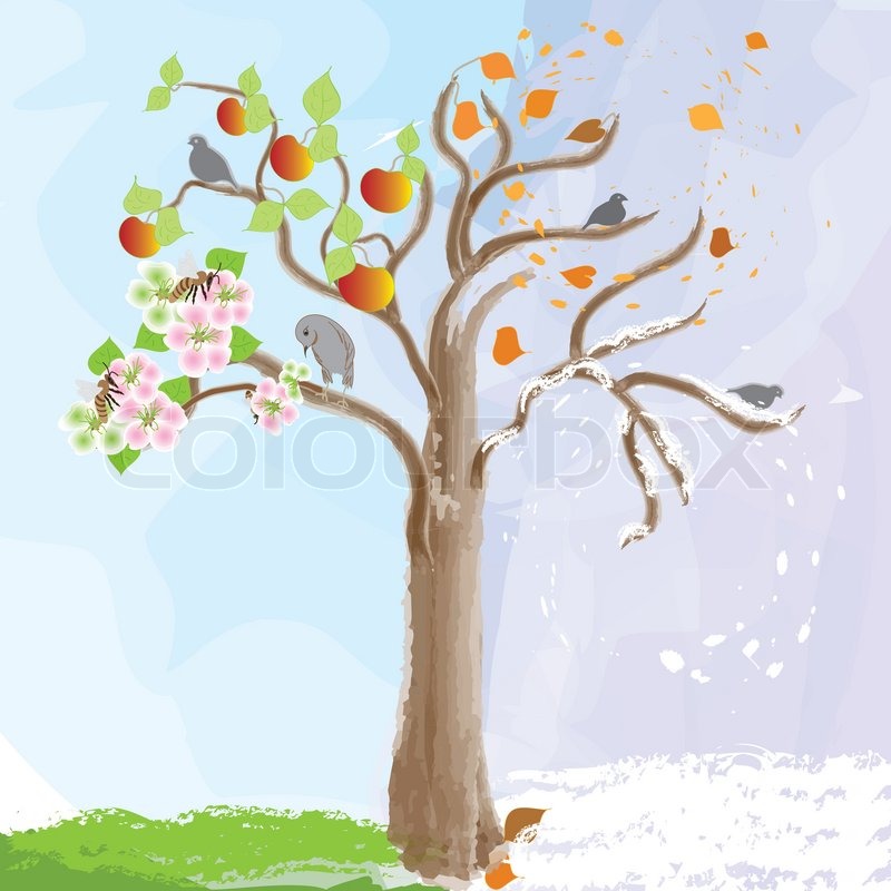 800x800 Apple Tree. Four Seasons, Watercolor Design Stock Vector Colourbox