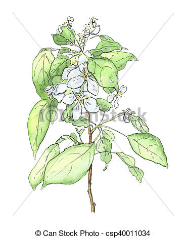368x470 Hand Drawn Watercolor Apple Tree On White Background.