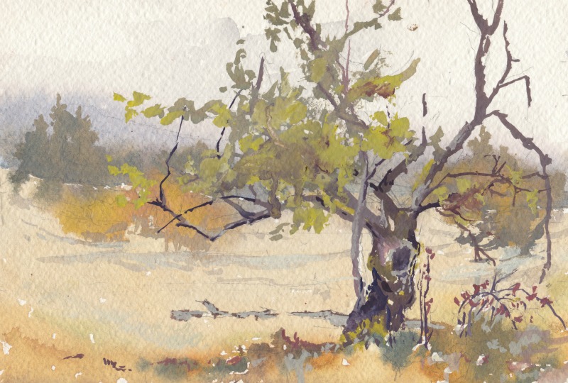 800x540 Little Apple Tree, Watercolor Plein Air Vinita Pappas