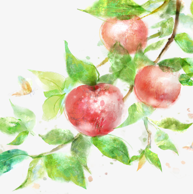 650x651 Watercolor Apple Tree, Tree Clipart, Watercolor Clipart, Apple