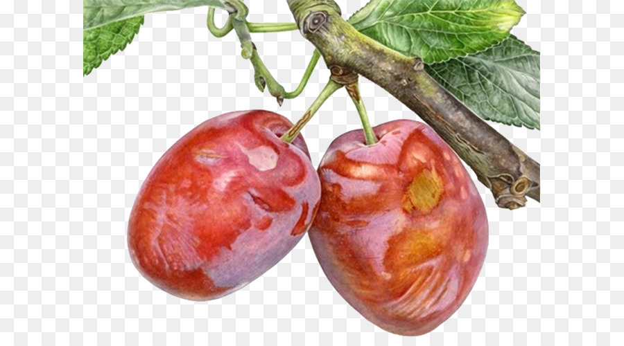 900x500 Watercolor Painting Drawing Botanical Illustration