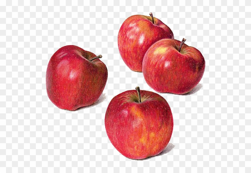 840x580 Drawing Apple Watercolor Painting Still Life