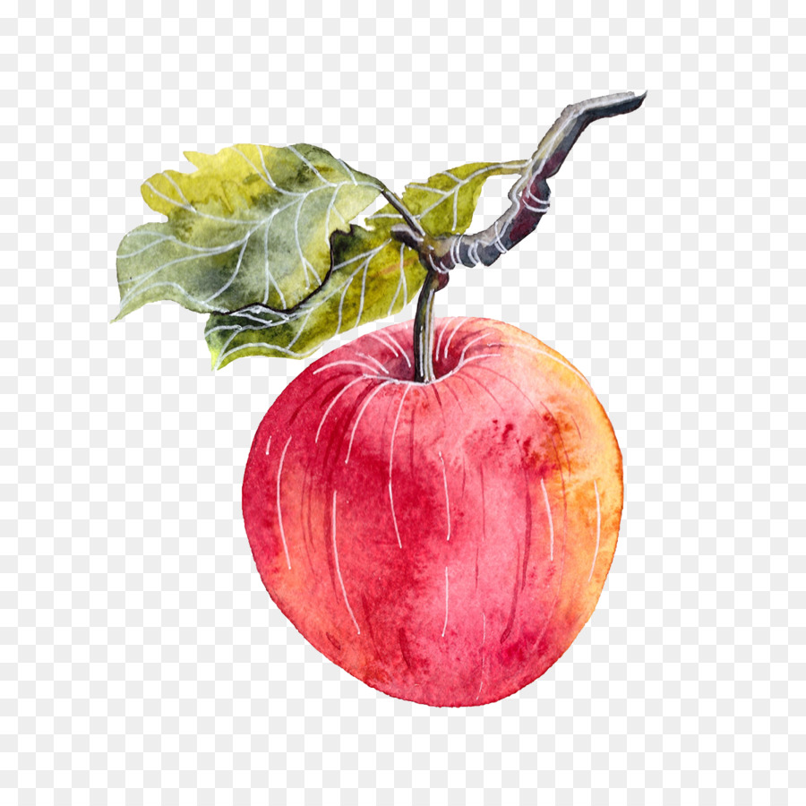 900x900 Apple Watercolor Painting Illustrator
