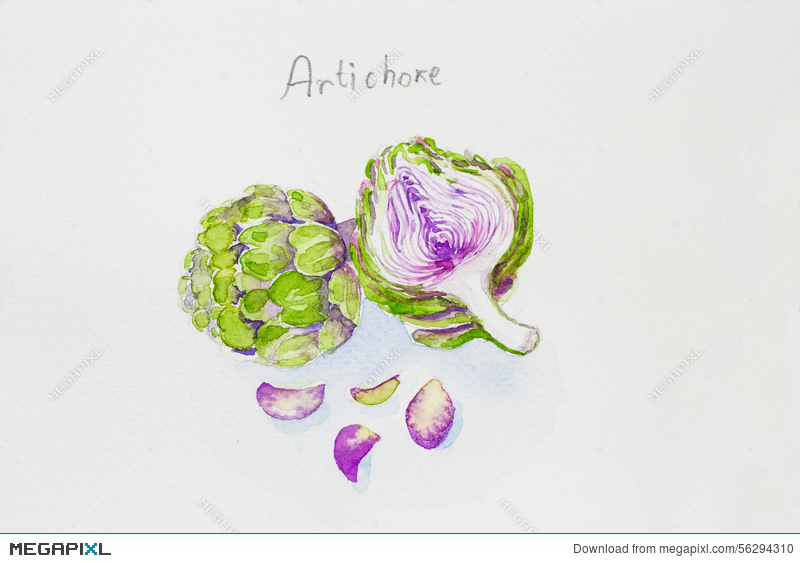 800x563 Artichoke Watercolor Painted Illustration 56294310