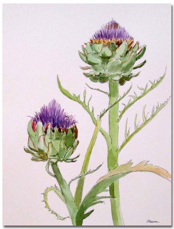 609x800 Artichoke In Flower Susan Sternau Studios