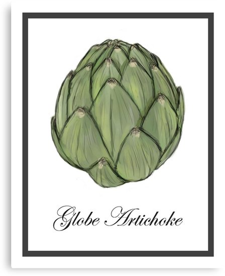 448x550 Globe Artichoke Watercolor Sketch Canvas Prints By Sarah Countiss