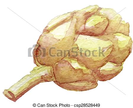 450x366 Vector Watercolor Drawing Of An Artichoke, Eps10.