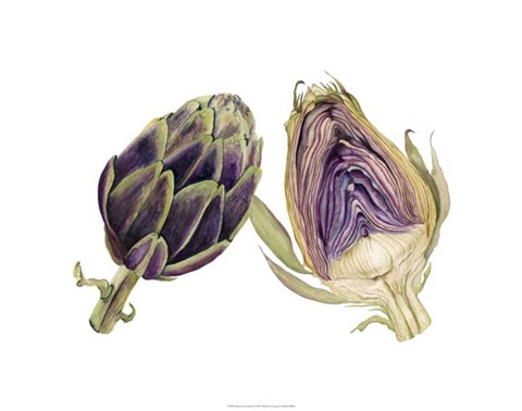 480x378 Watercolor Artichoke Fine Art Print By Michael Willett