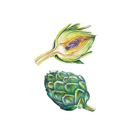 473x473 Watercolor Artichoke Set Prints By Lenavetka87