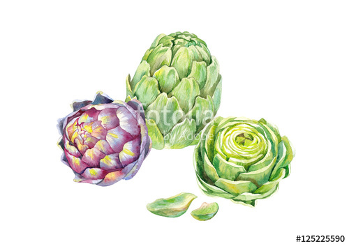 500x353 Green And Pupler Artichokes, And Half Green Artichoke, Watercolor