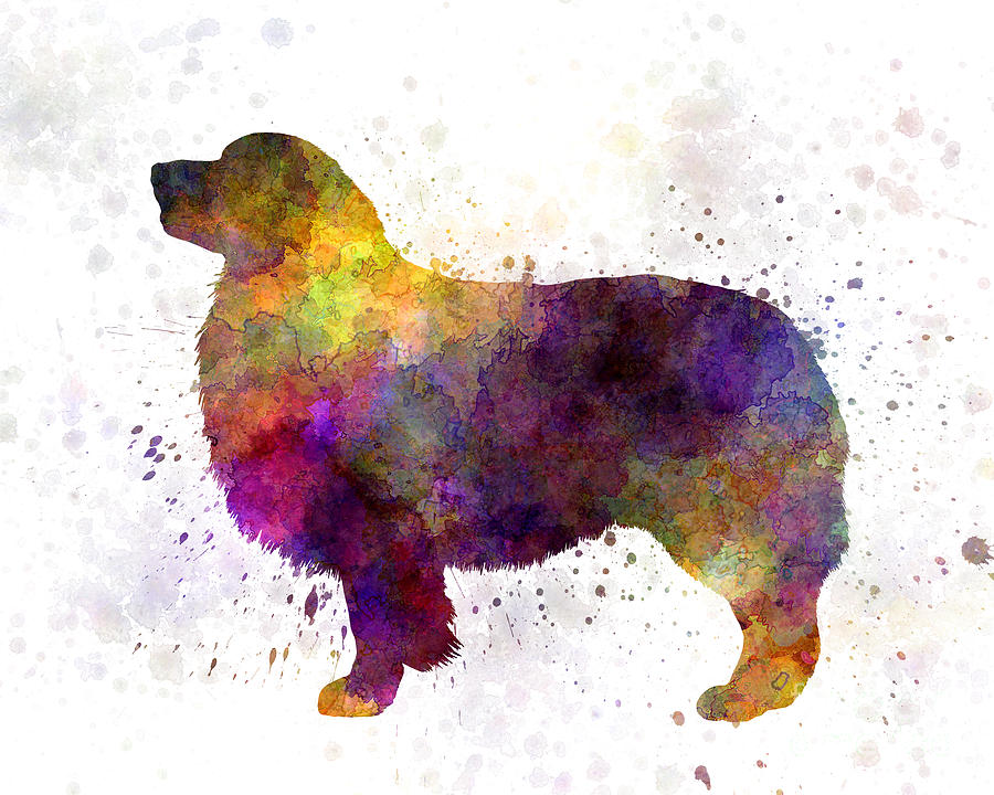 900x720 Australian Shepherd 01 In Watercolor Painting By Pablo Romero