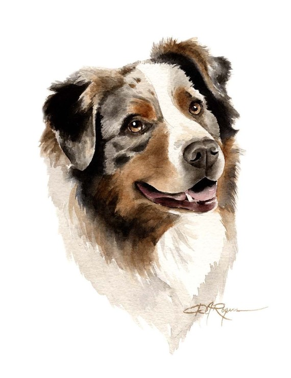 570x741 Australian Shepherd Art Print By Watercolor Artist Dj Rogers