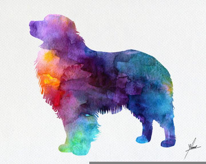 720x576 Australian Shepherd Print