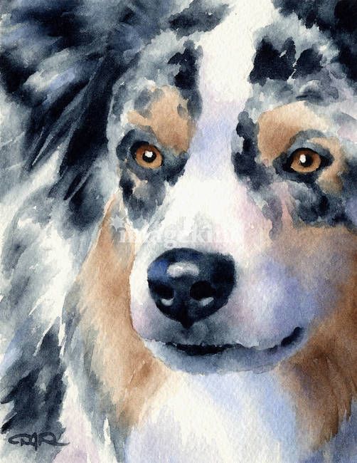 502x650 Australian Shepherd Dog Watercolor Art Print