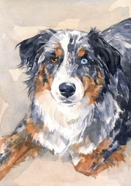 266x377 Australian Shepherd Watercolor David Scheirer Watercolors
