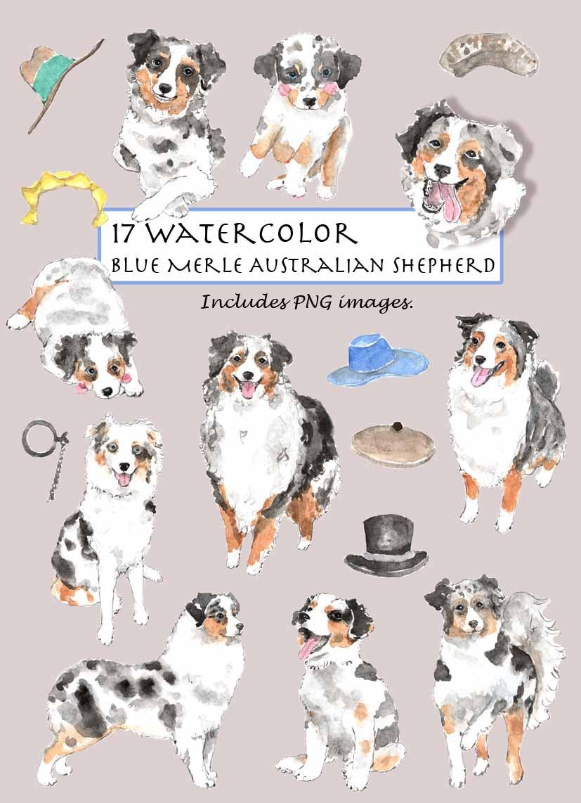 827x1142 Clip Art Watercolor Blue Merle Australian Shepherd Set. 17 Etsy
