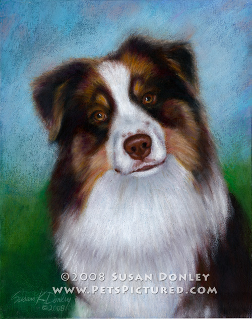 500x632 Reef, Australian Shepherd Memorial Portrait Original Watercolor