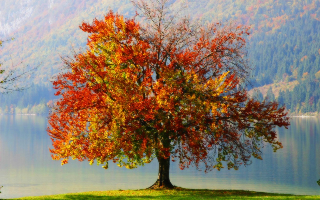 1280x800 Autumn Tree Painting